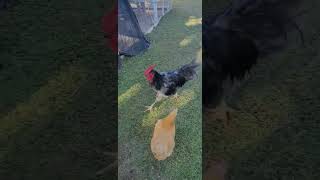 Chickens love free range time ep 11 #freerangechickens #roostersandhens #rooster @Chickenchaos