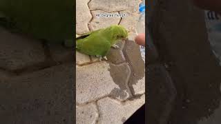 Heatwave affects birds in Delhi | Kishtwariyat #heatwaves #delhi #kishtwariyat #shortsfeed #ytshorts