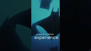 Manta Conservation Experience | Explore the unique beauty of Santa Maria Island!