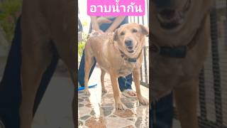 อาบน้ำเย็นๆ มันร้อน #youtubeshorts #animals #dog #pets #หมา #short #dog #short