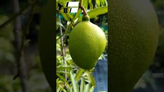 Mango Plants for sale #mango