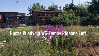 Rusza IV edycja WG Zamoy Pigeons Loft