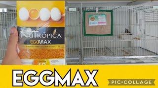 EGGMAX da nutrópica na criação.