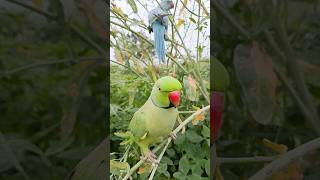 #new।#parrot ।#viral ।#trending ।#youtubeshorts ।#video ।#nature ।#parrots ।#shorts ।#subscribe ।#3m