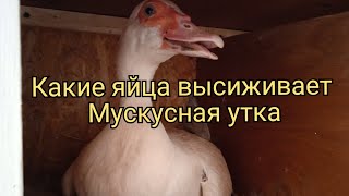 Кого высиживает утка.