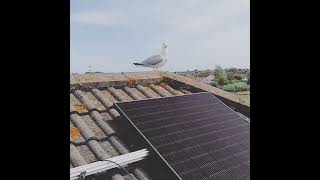 Bloody Birds with solar panels | solar panels made in usa