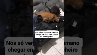 DEPOIS CLEITIN NÃO SABE PQ SENTAMOS DE COSTAS PRA ELE #gatos #gateiras #gateiro #cat