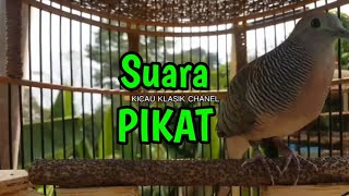 perkutut lokal gacor suara pikat ampuh untuk pancingan