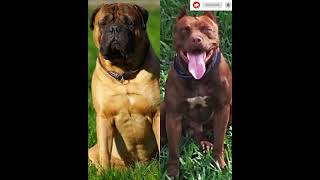 Bullmastiff vs pitbull🤩attitude status❤dogsplanet #shorts #bullmastiff #pitbull