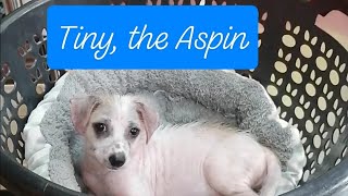 Tiny, the Aspin transformation!