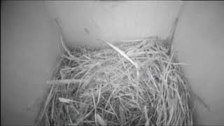 Bernheim Live Bluebird Cam