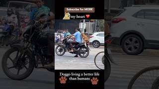 Subscribe for more-Better life #dog #pet#funny #memes #memesvideo #meme #funnyshorts #short#trending