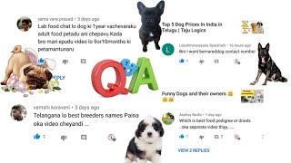 Q & A About Pets Episode #1