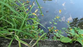 Thomas the Snapping Turtle 9-3-2023