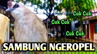 trucukan gacor EMOSI ROPEL PANJANG pancingan trucukan agar bunyi JADIKAN burung trucukan gacor NYAUT