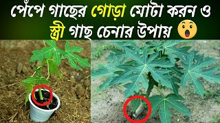 পেপে গাছের গোরা মোটা করন ও স্ত্রী গাছ চেনার উপায়!। ছোট গাছে পেপে ধরানোর টেকনিক। পেঁপে চাষ পদ্ধতি