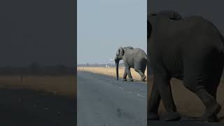 Suddenly Elephant Walked the the Middle of Road #elephant