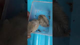 Beautiful Baby Hamster pets -0011- #cute #beautiful (4)