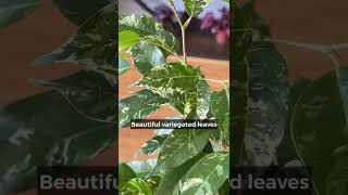 Ficus Benjamina El Dorado #indoorplants #plantparents #plants #plantlover #planttips #urbanjungle