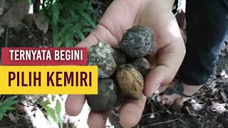 cara pilih Kemiri di Kebun Panca, Aceh Besar ,,,