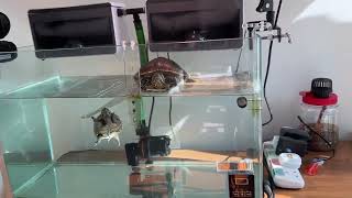 黃耳龜+麝香龜超清水質Yellow-eared turtle + musk turtle super clear water quality