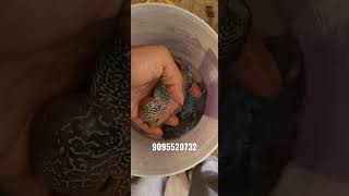 srd flowerhorn with vip quality