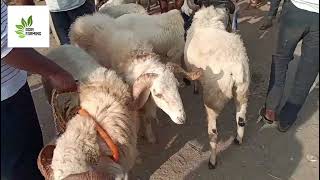 5/1/2024 Magadi sheep &goat Market ಮಾಗಡಿ ಮೇಕೆ ಕುರಿ ಮಾರುಕಟ್ಟೆ