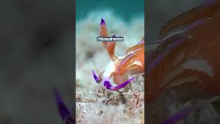 Colorful ocean snails | Sea slugs | #animals #facts #ocean #seaslug #nudibranch #shorts