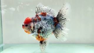 Fish Farm Goldfish