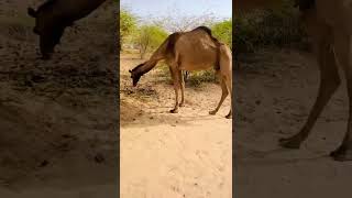 camel #viral #shorts #shortvideo #camel #camelculture #camel_racing #camels