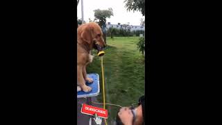 The dog washes the owner, funny dog washes. videoshorts