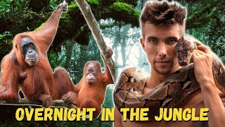 OVERNIGHT with Wild Orangutans in Sumatra 🇮🇩