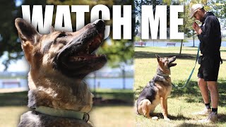 How to Teach Watch Me to Dog