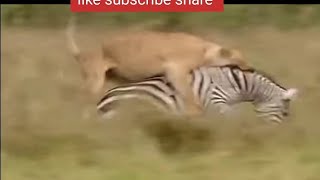 Poor lion! Mother Zebra Risked Her Life To Bite The Lion To Save Her Cubs - Zebra Attack Lion