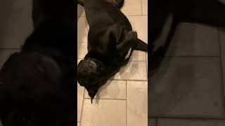 Wanna Rolly 🐕‍🦺😀 #dog #labrador #funnyshorts #funny #cute #lol #cutedog #funnyvideo #shorts