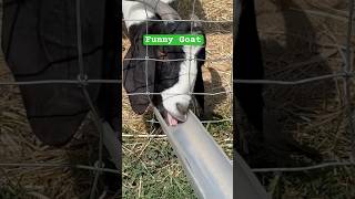 Funny Goat 🐐 ❤️