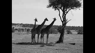 Safari in Kenya