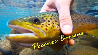 MONSTER Wild Brown Trout on Poconos Tributary Stream