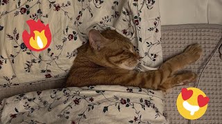 😂 Funniest Cats and Dogs Videos 😺🐶 || 🥰😹 Hilarious Animal Compilation №508