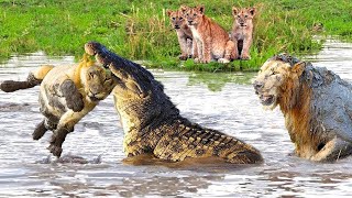 Top 10 Animals Lion vs Buffalo; Forest Elephant vs Rhino; Cheetahs vs Antelope; Crocodile vs Lion...