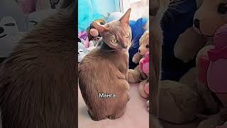 Пробуем разные функции редактора видео Cupcat #коть#shorts