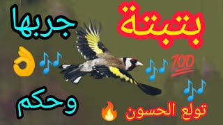 احسن ♥️بتبتة تحفز الحسون الصامت 🕊️على التغريد رغما عنه🎶🔥 مجربة💯👍