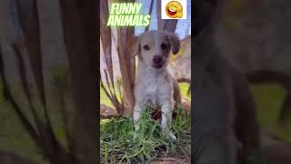 funny dog #short #funny #shortvideo #animals #😆😁💕💕