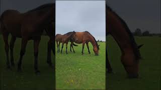 Cute Foal With Mom Grazing In The New Forest