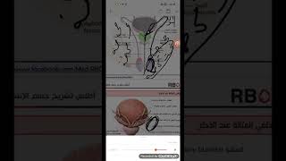 ||التشريح||_الفصل الثامن(القناتان الدافقتان+الأسهران+البروستات) . الدكتورة آية يوسف