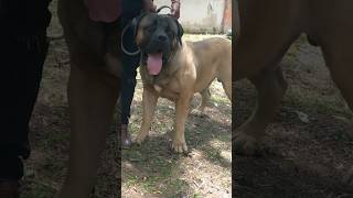 Biggest Boerboel in Ghana #boerboel #dog #shorts