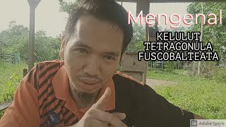 Mengenal Kelulut Tetragonula Fuscobalteata