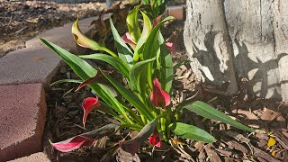 Planting Under the Olive Tree