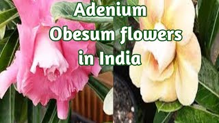 Adenium OBESUM flowers IN India