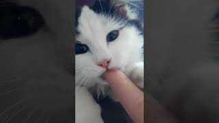 Кошачий ASMR